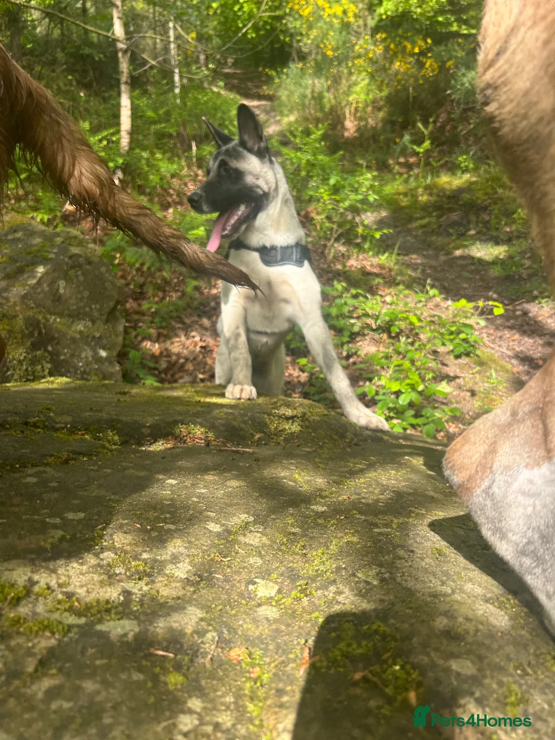 Mixed Breed dogs for sale: american akita inu in Mansfield - Advert 6