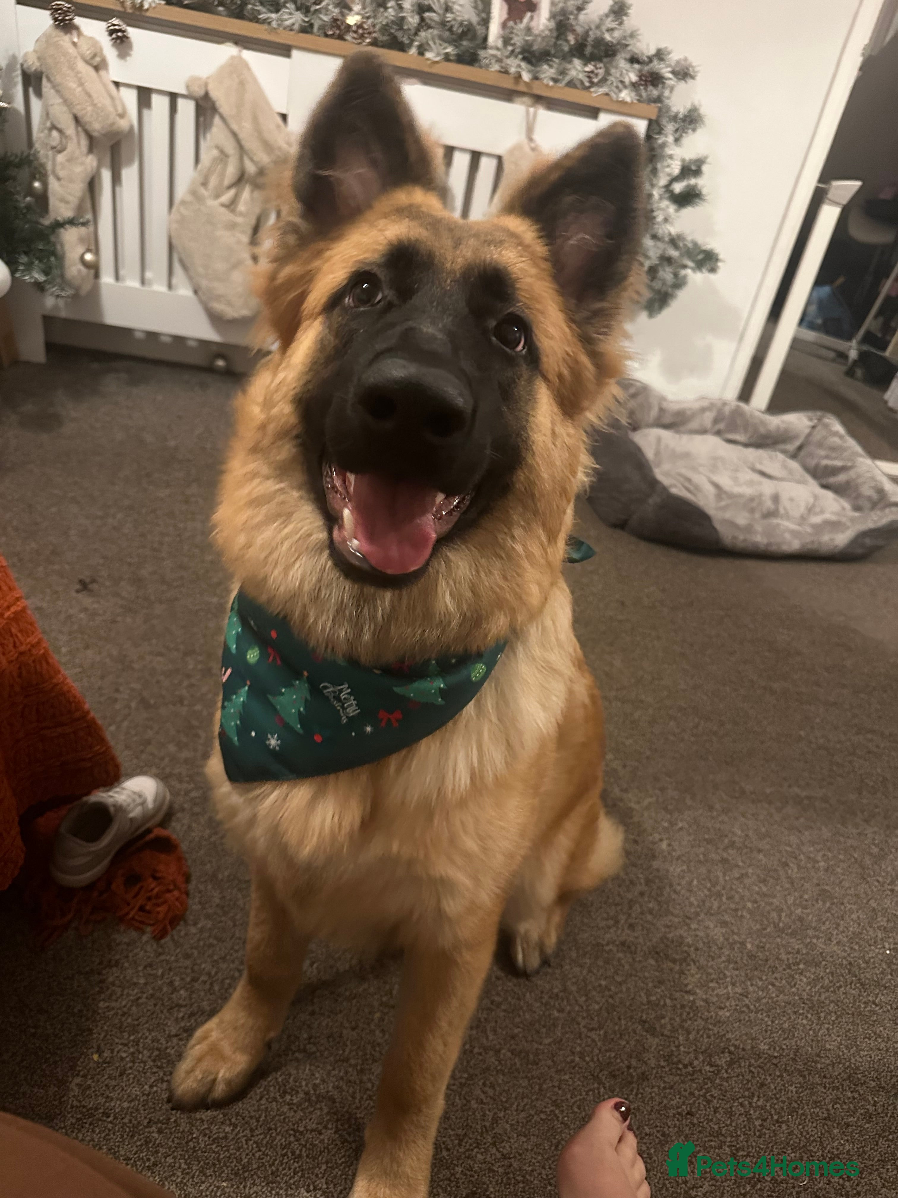 German Shepherd dogs Rocky is Looking for his forever Family  - Advert 2