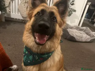 German Shepherd dogs Rocky is Looking for his forever Family - Advert 2