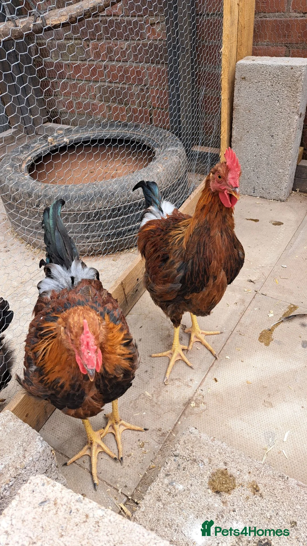 Chickens poultry for sale: Pure breed, Wellsummer cockerels  in Mold - Advert 2