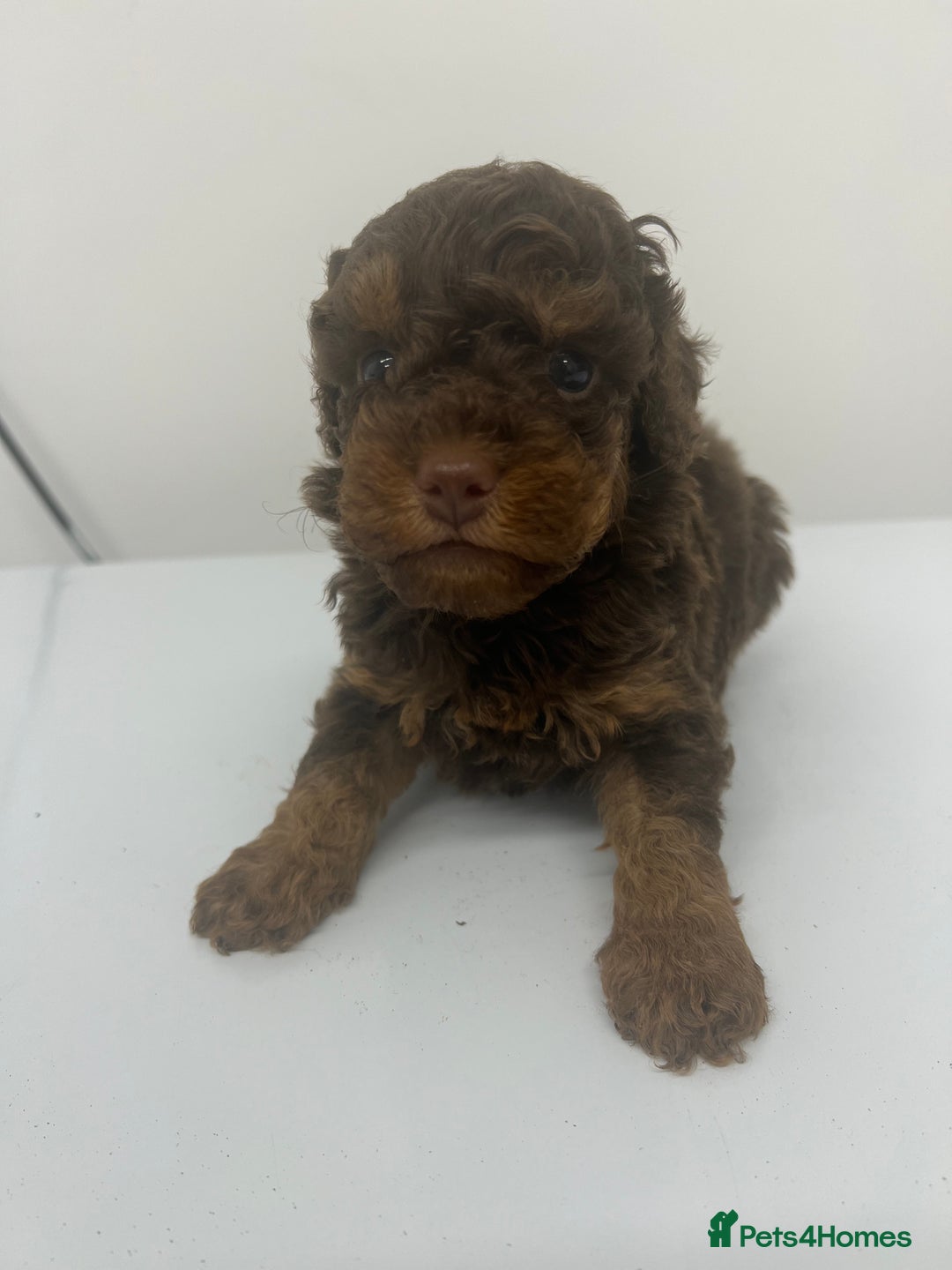 Cockapoo dogs for sale: ** Stunning, healthy, boys ** - Advert 6