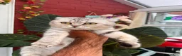 Scottish Fold cats for sale: Scottish fold mum and kitten in Wolverhampton - Advert 9