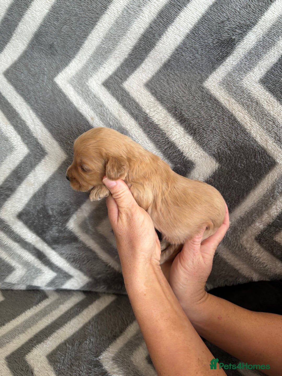 Cockapoo dogs for sale: Cockapoo puppys - Image 18