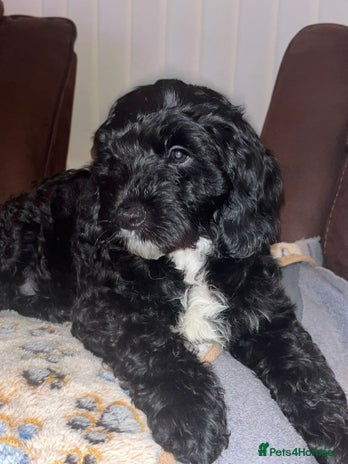 Cockapoo dogs - Advert 6