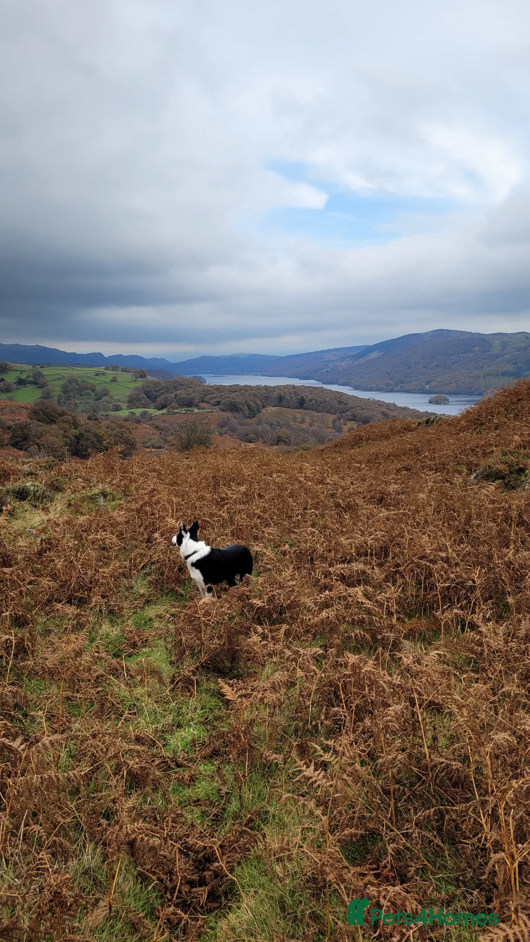 Border Collie dogs for stud: Milo for stud (PROVEN) in Chesterfield - Advert 37