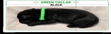 GREEN COLLAR BOY