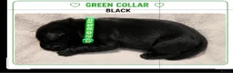Mixed Breed dogs for sale: Gorgeous Staffador Puppies for Sale  - Advert 9