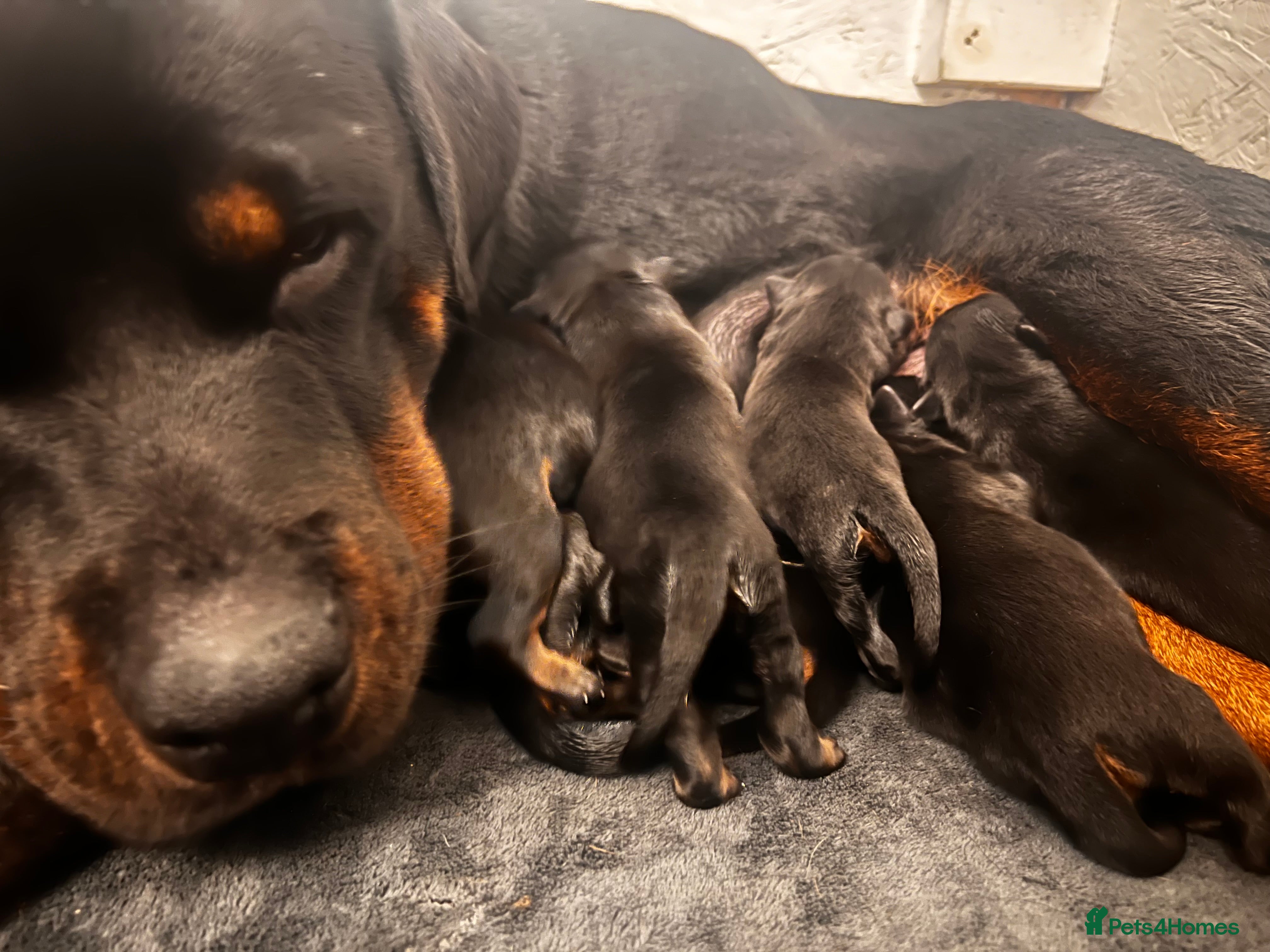 Rottweiler dogs ETTA'S PUPS COMING SOON!  - Advert 13