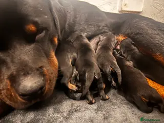 Rottweiler dogs ETTA'S PUPS COMING SOON! - Advert 13