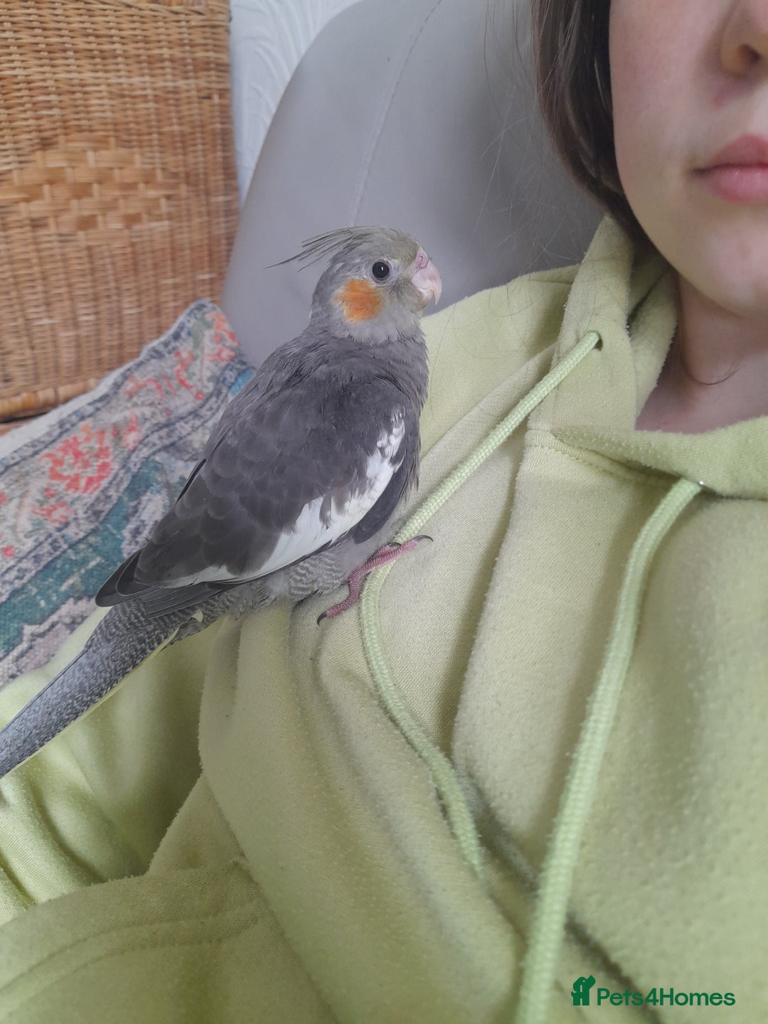 Cockatiels birds for sale: Male Cockatiels 8 weeks old - Image 3