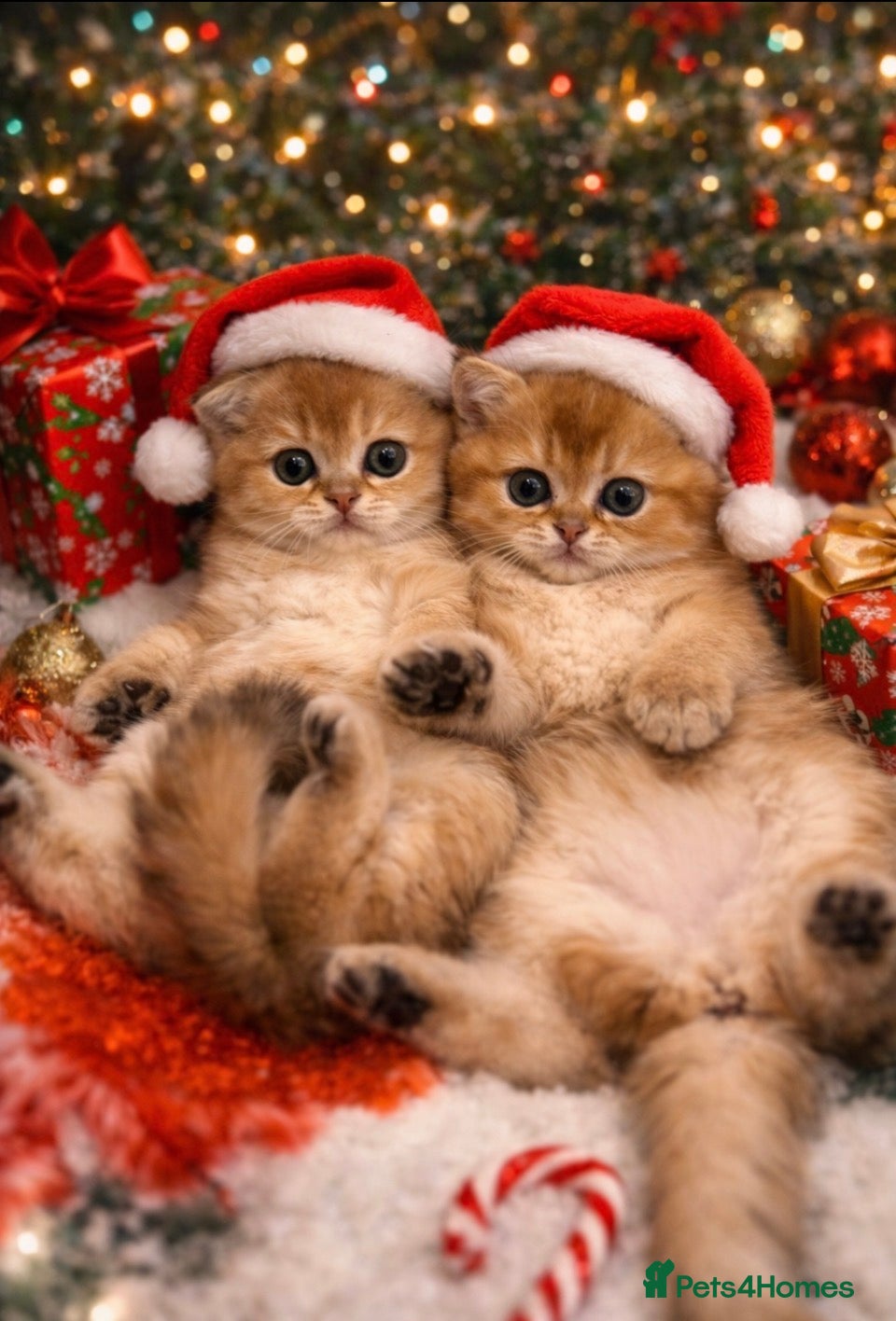 Scottish Fold cats Gold chinchilla baby’s available  - Advert 1