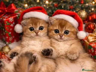 Scottish Fold cats Gold chinchilla baby’s available - Advert 1