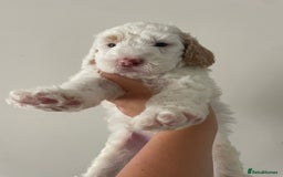 Australian Labradoodle dogs for sale: Australian Labradoodle Puppies – Ready Now🐶 - Image 25