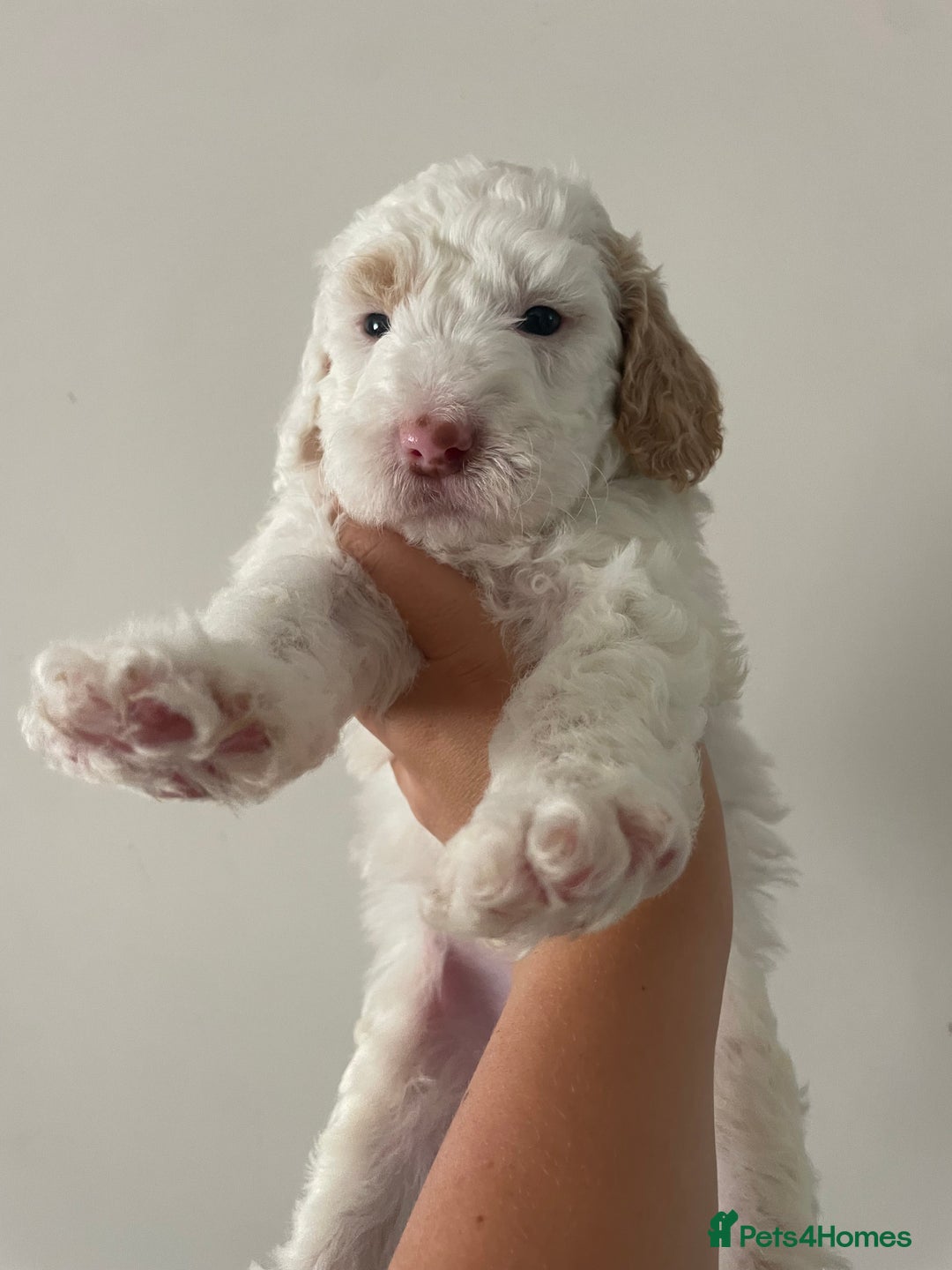 Australian Labradoodle dogs for sale: Australian Labradoodle Puppies – Ready Now🐶 - Image 25