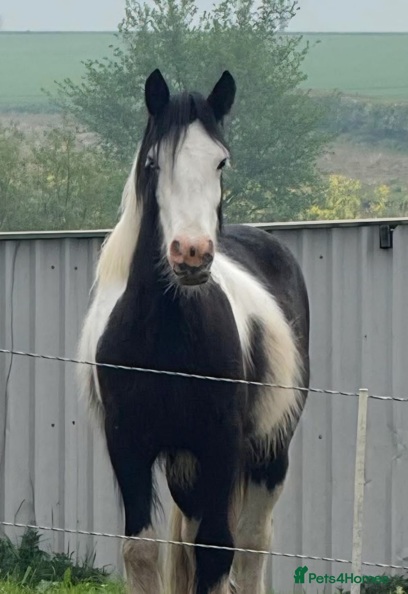 English Thoroughbred horses 14.2 Coloured Cob Gelding  - Advert 13