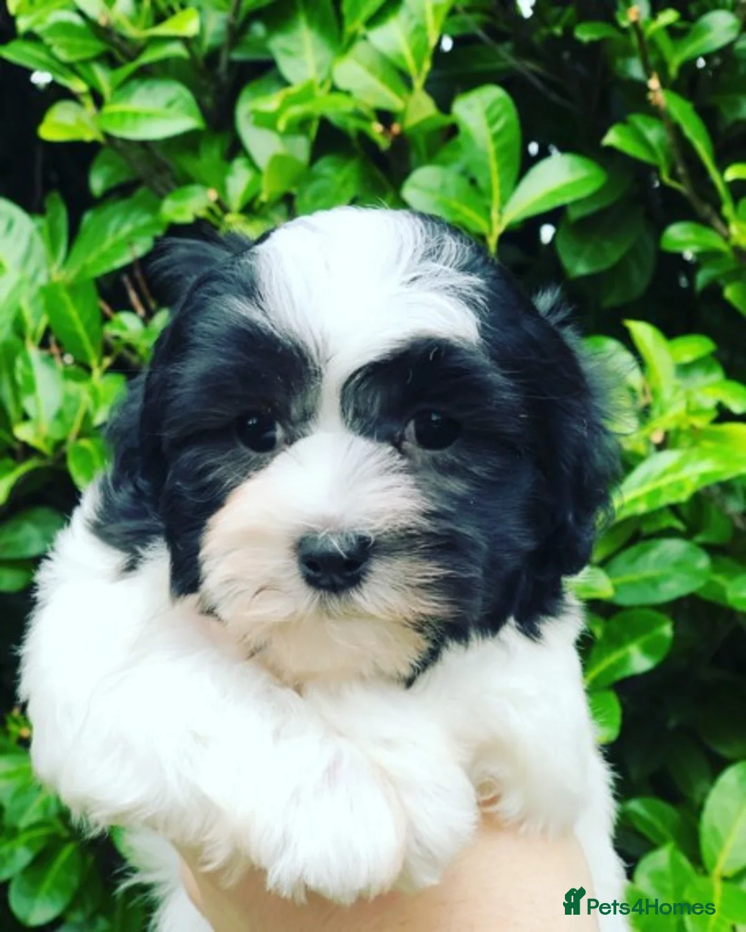 Maltese dogs for stud: PROVEN STUNNING SMALL KC MALTESE FOR STUD in Wigan - Advert 9