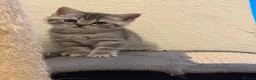 British Shorthair cats for sale: 🐾 Adorable British and Scottish fold for sales🐾 - Advert 9