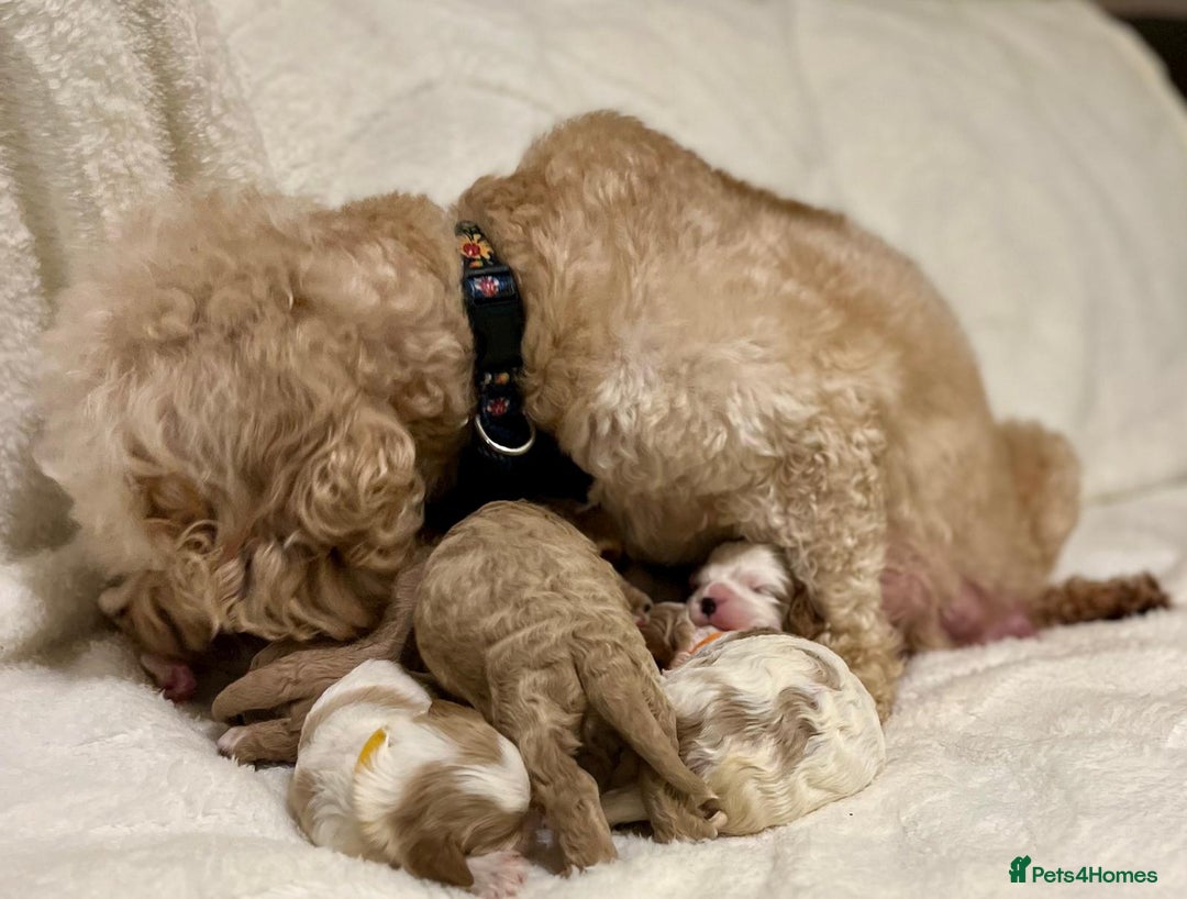 Cavapoo dogs for sale: F1B cavapoo puppies-extensively health tested - Advert 5