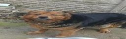 Mixed Breed dogs for sale: Puppies  in Dudley - Advert 1