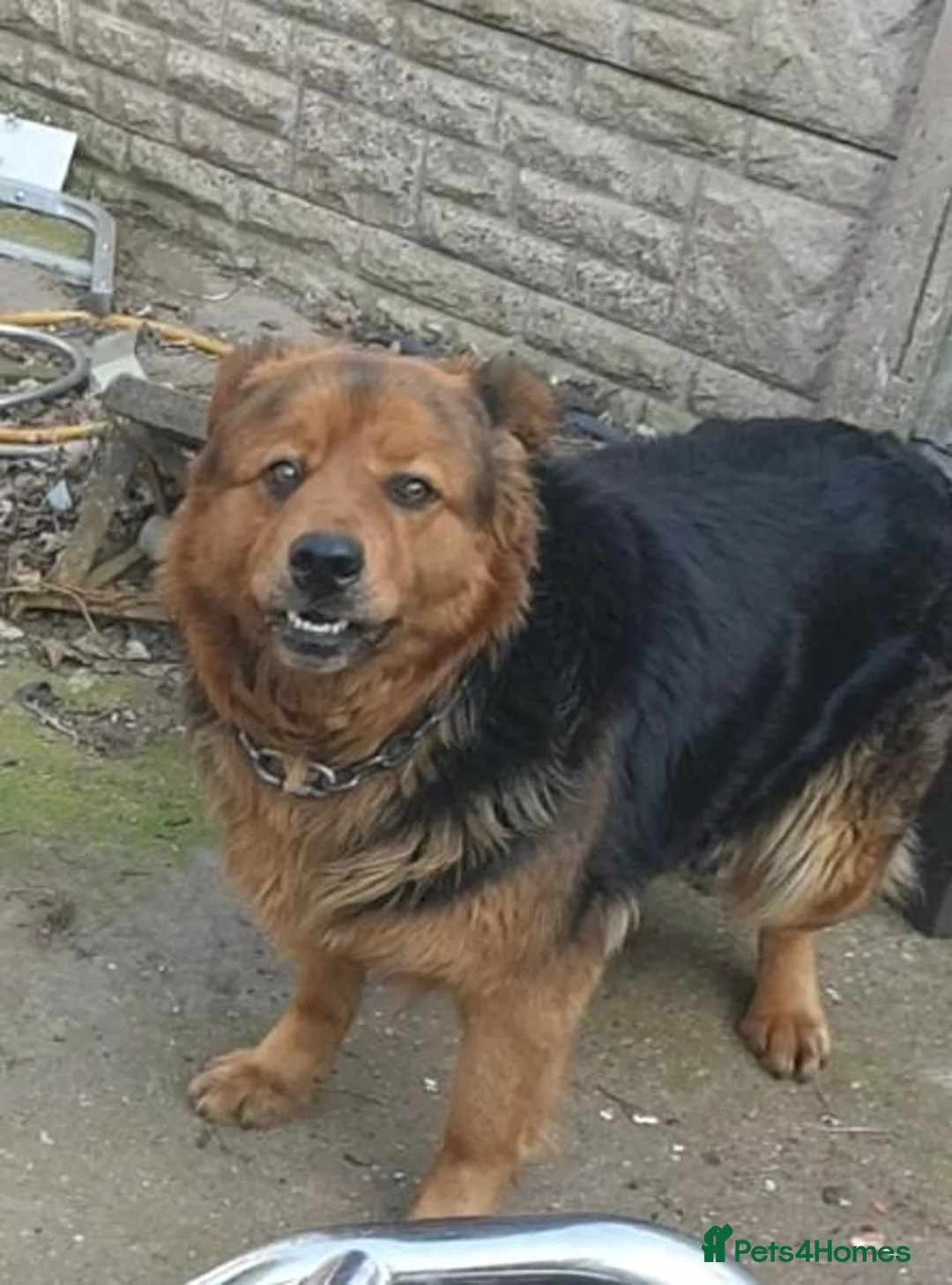 Mixed Breed dogs for sale: Puppies  in Dudley - Advert 1