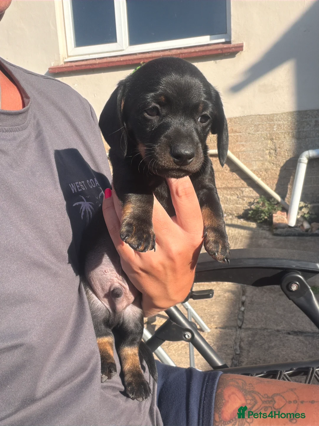 Miniature Dachshund dogs for sale: Miniature dachshunds for sale - Advert 2