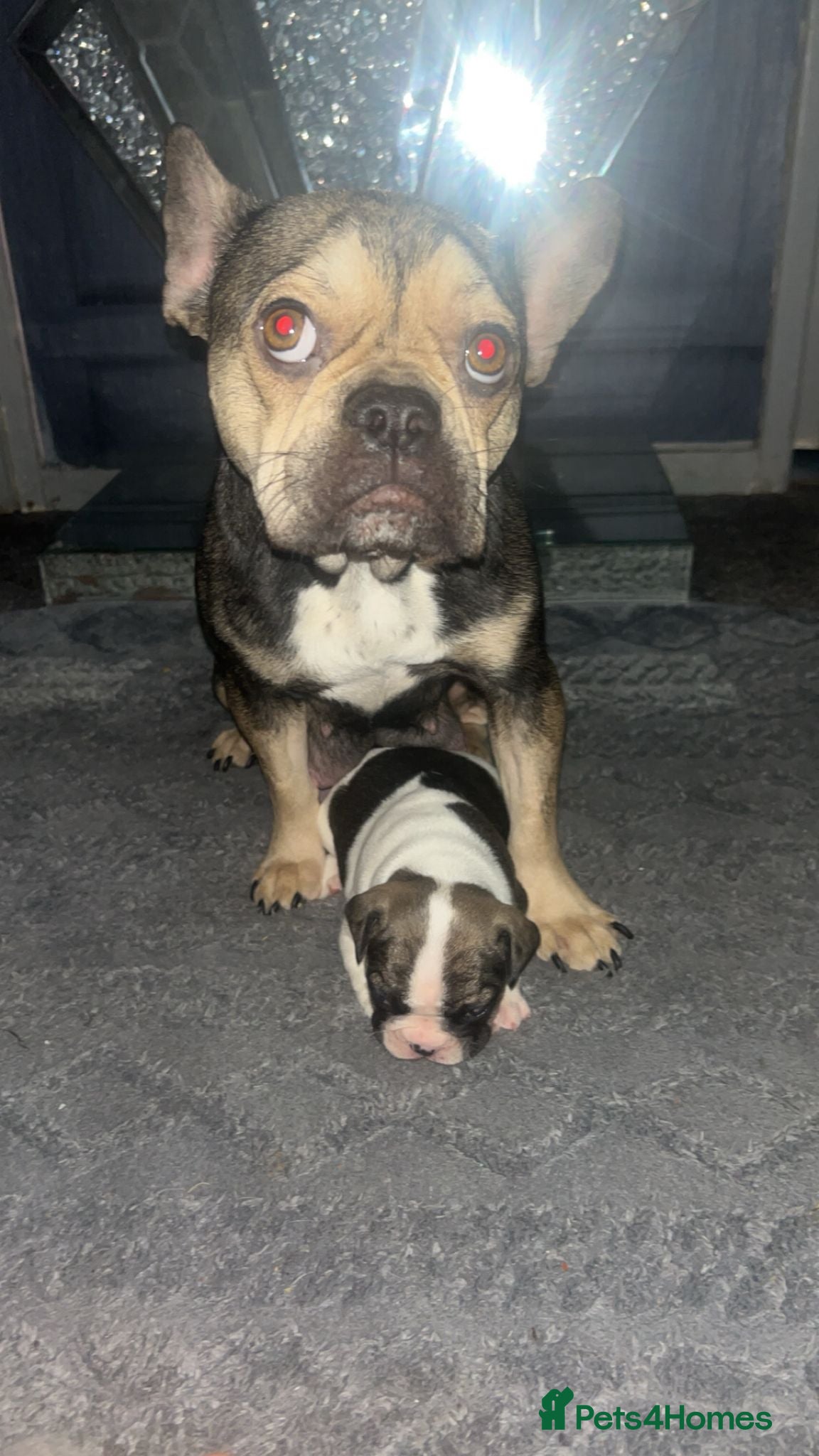 French Bulldog dogs frenchie pups - Advert 1