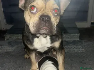 French Bulldog dogs frenchie pups - Advert 3