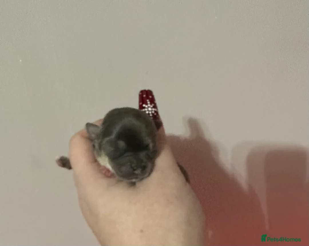 Chihuahua dogs for stud: kc lilac long haired chihuahua for Stud in South Shields - Advert 10