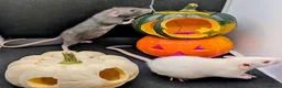 Rat rodents for sale: 4 female baby dumbo rats available  - Advert 5