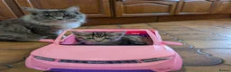 Maine Coon cats for sale: Ragdoll and Mane Clone mix parent  in Perth - Advert 34