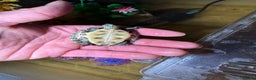 Turtle reptiles for sale: tuetles  - Advert 1
