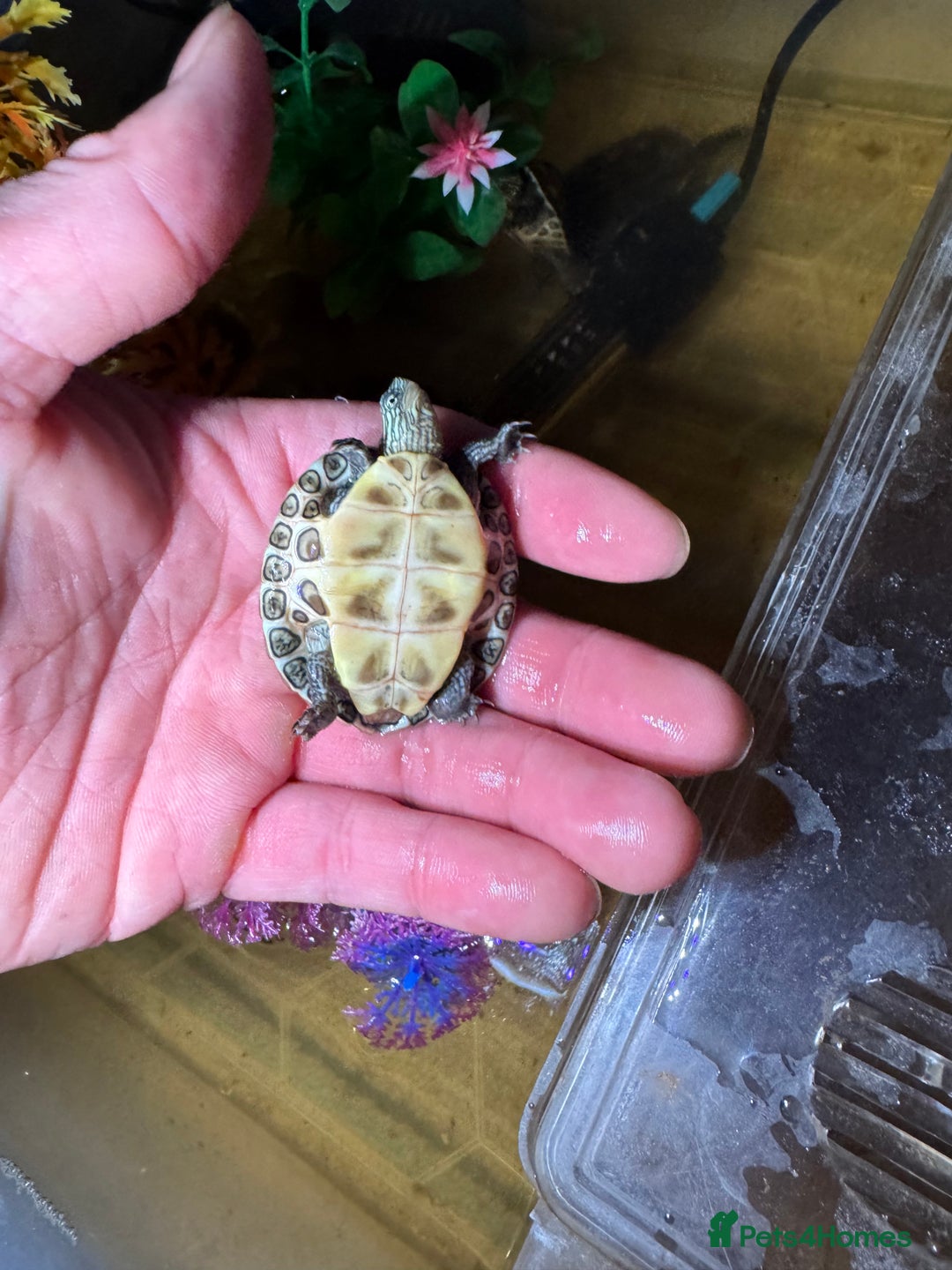 Turtle reptiles for sale: tuetles  - Advert 1