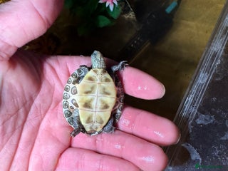 Turtle reptiles tuetles - Advert 2