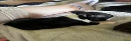 Boston Terrier dogs for sale: Gorgeous Boston terrier pups  - Advert 11