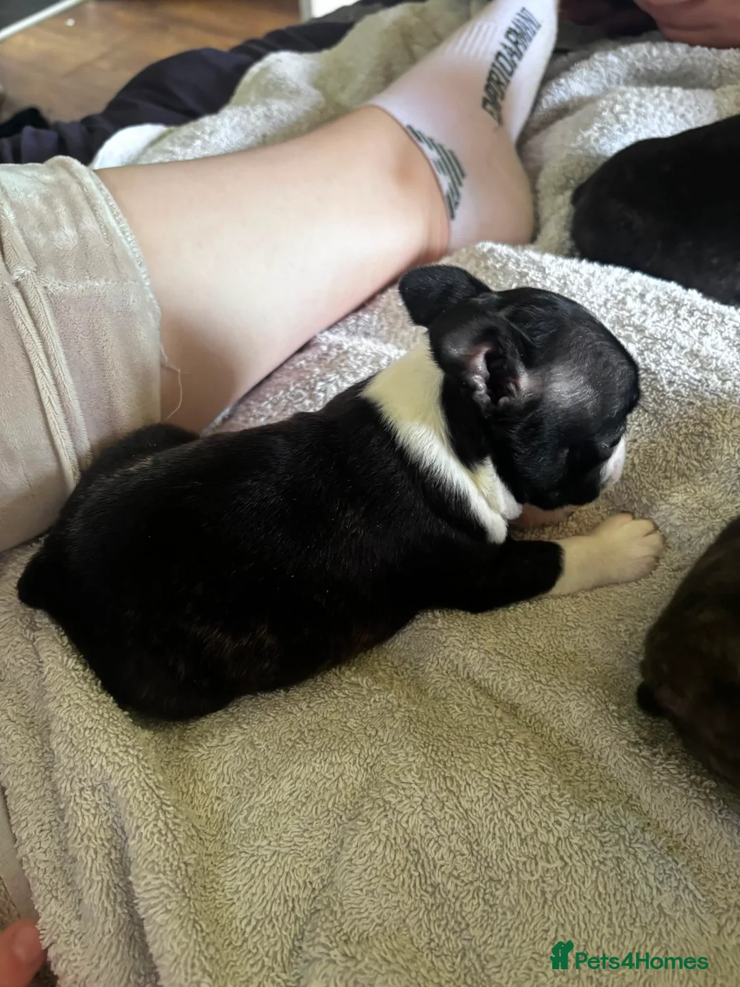 Boston Terrier dogs for sale: Gorgeous Boston terrier pups  - Advert 11