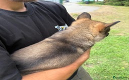 German Shepherd dogs for sale: Germany 🇩🇪 shepherd puppies dogs 🐕 big boned - Image 23