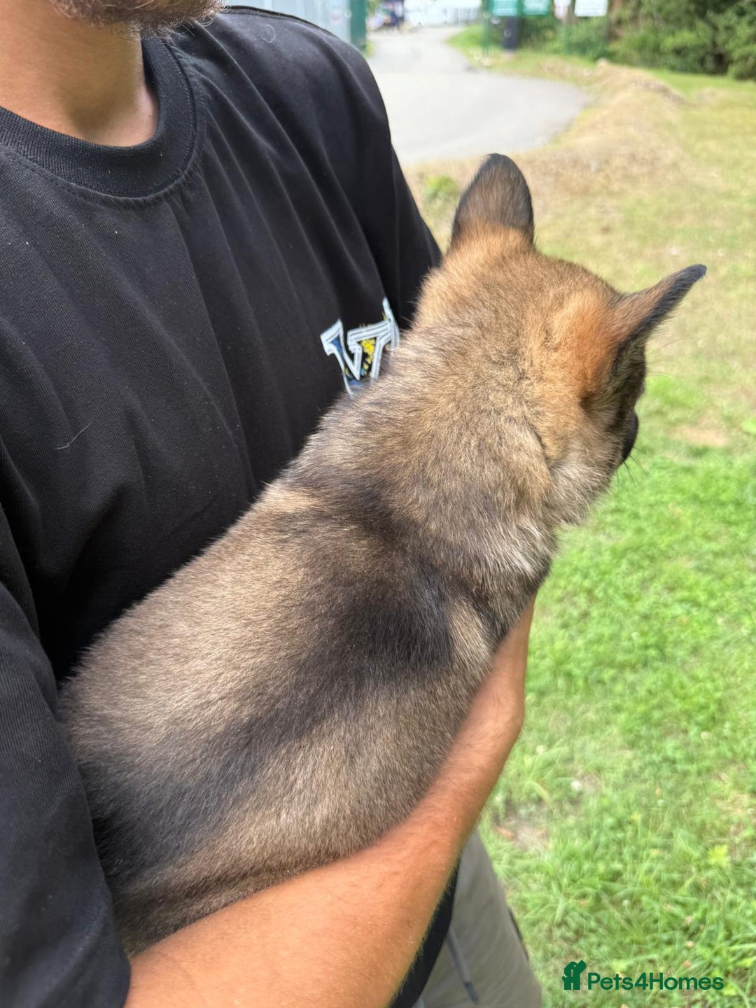 German Shepherd dogs for sale: Germany 🇩🇪 shepherd puppies dogs 🐕 big boned - Image 23