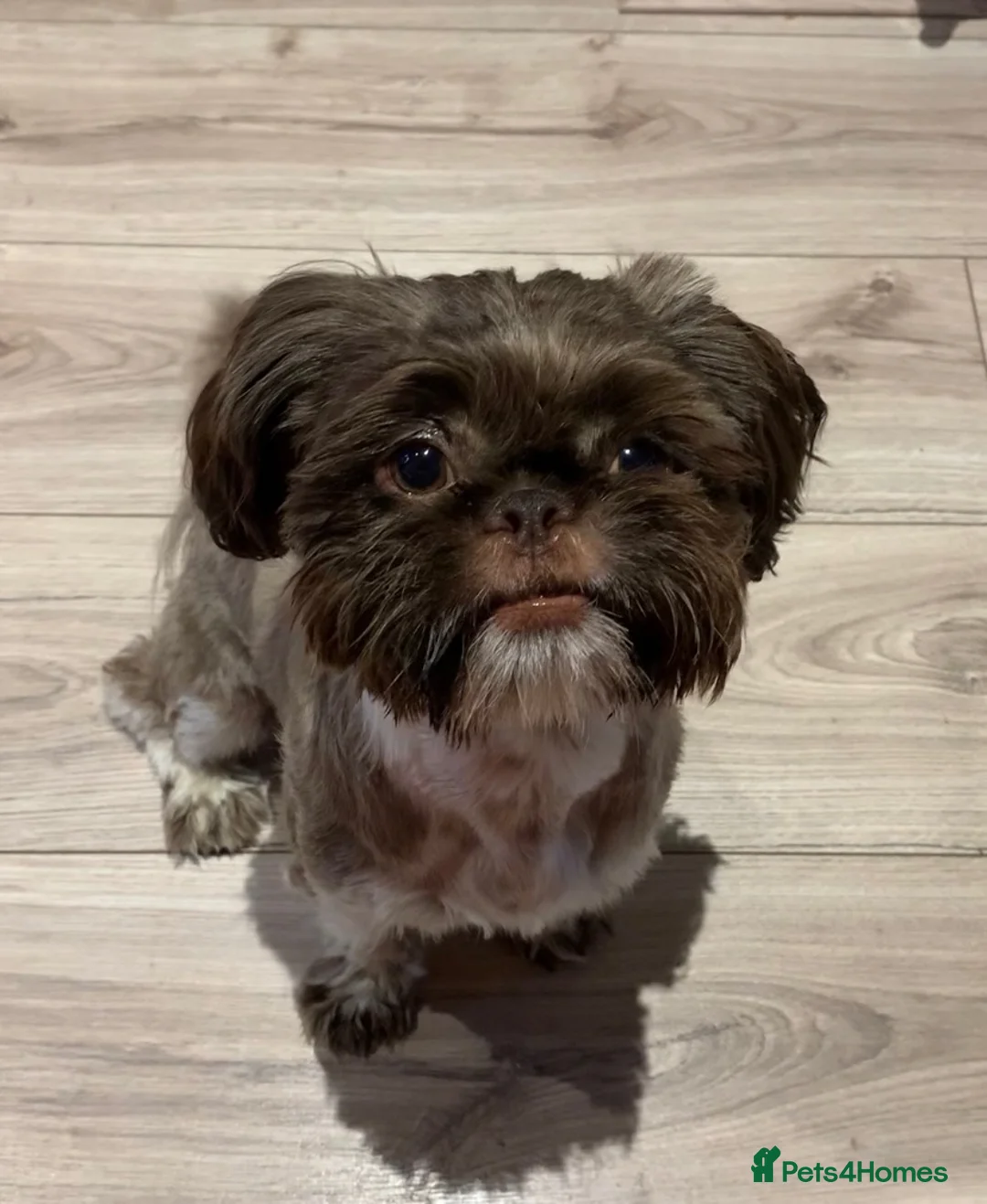 Shih Tzu dogs for sale: 1 year old Imperial Shih Tzu male house trained  - Advert 2