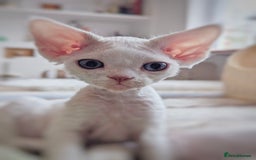 Devon Rex cats for sale: 🐾 Beautiful Devon Rex Kittens💕 - Image 1