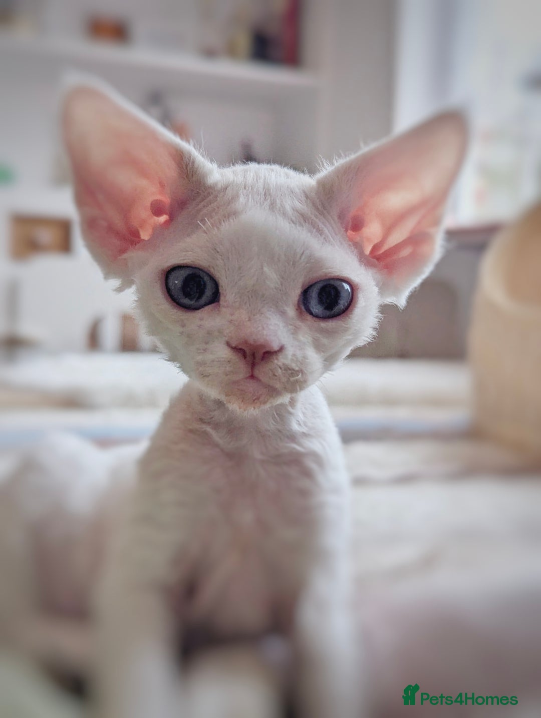 Devon Rex cats for sale: 🐾 Beautiful Devon Rex Kittens💕 - Image 1