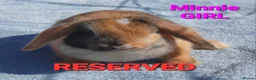 Mixed Breed rabbits for sale: Beautiful Mixed Breed Babies - Advert 5
