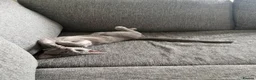 Russian Blue cats for sale: 2 Beautiful Russian Blue Kittens, 5 months old in London - Advert 7