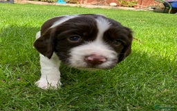 English Springer Spaniel dogs for sale: English Springer Spaniel puppies (2 lovely boys) - Image 11