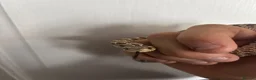 Snake reptiles for sale: Western hognose snake in Plymouth - Advert 2