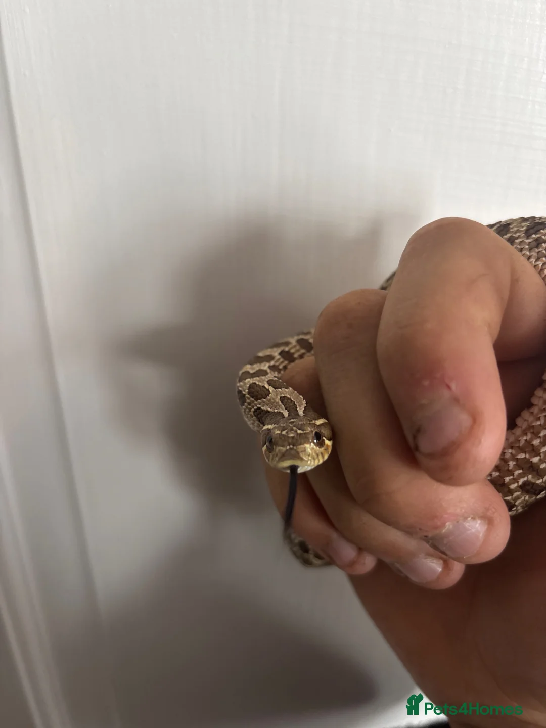 Snake reptiles for sale: Western hognose snake in Plymouth - Advert 2