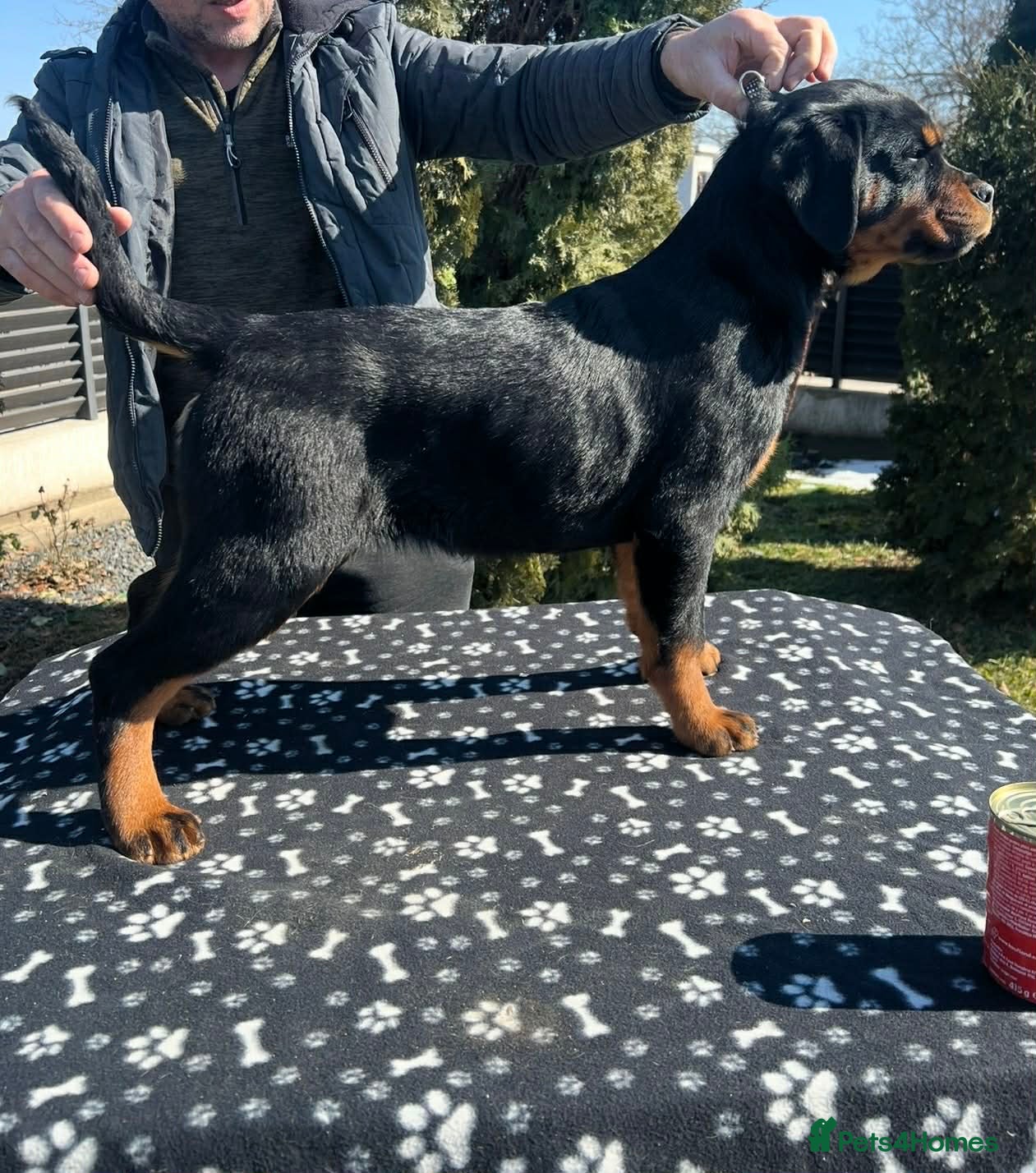 Rottweiler dogs Top German Rottweiler - Advert 2