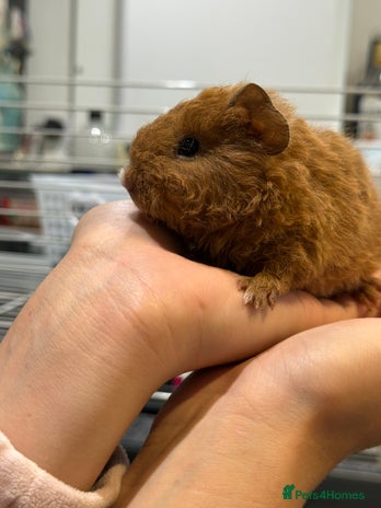 Guinea Pig rodents - Advert 2