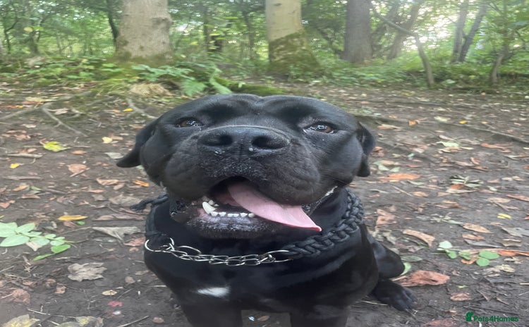 Cane Corso dogs - Advert 12