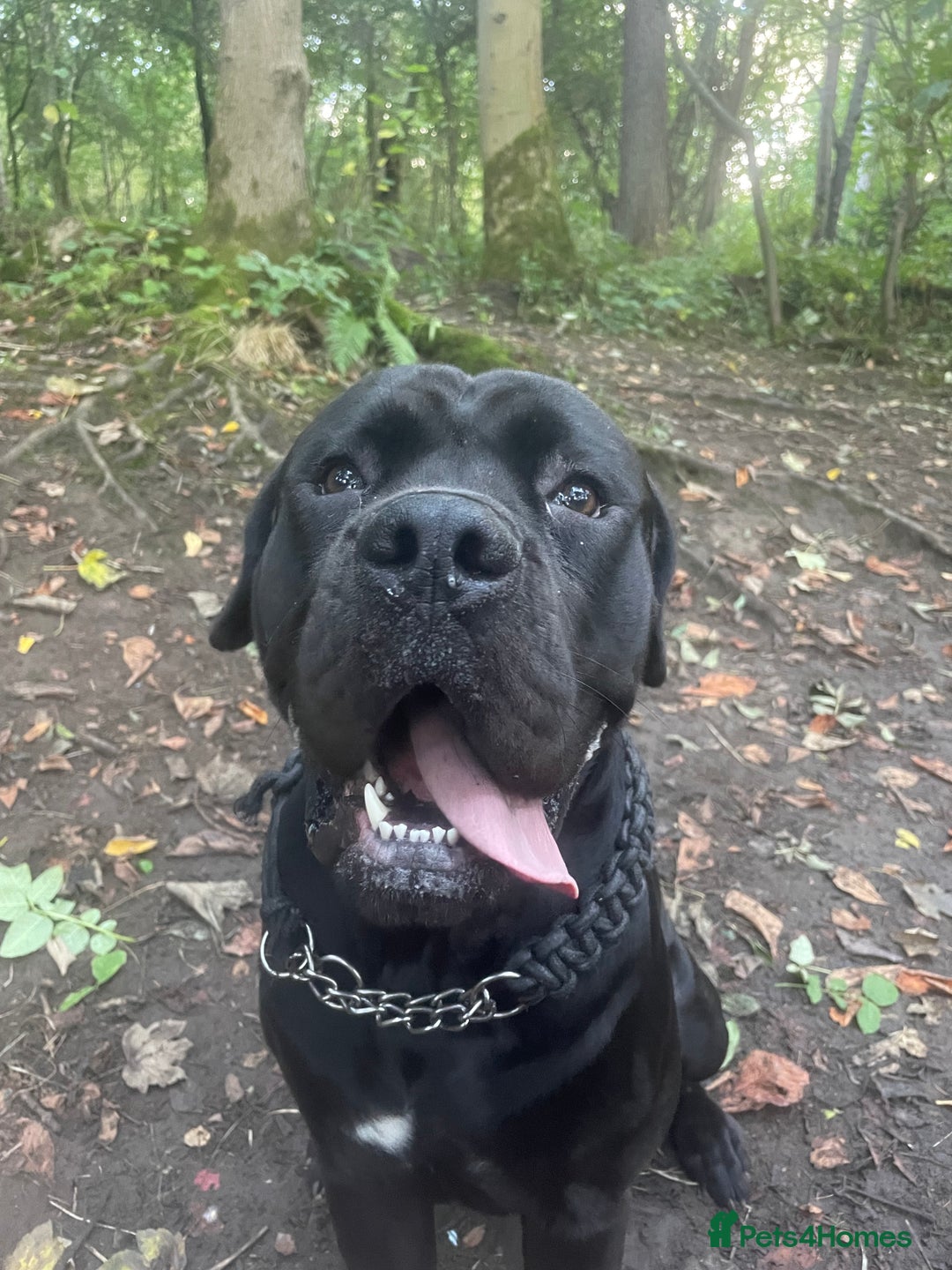 Cane Corso dogs for stud: Male cane corso looking to breed  - Image 1