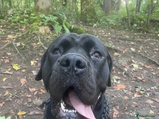 Cane Corso dogs - Advert 7